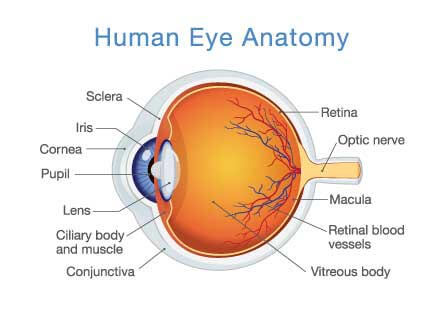 Cornea Specialist San Antonio TX